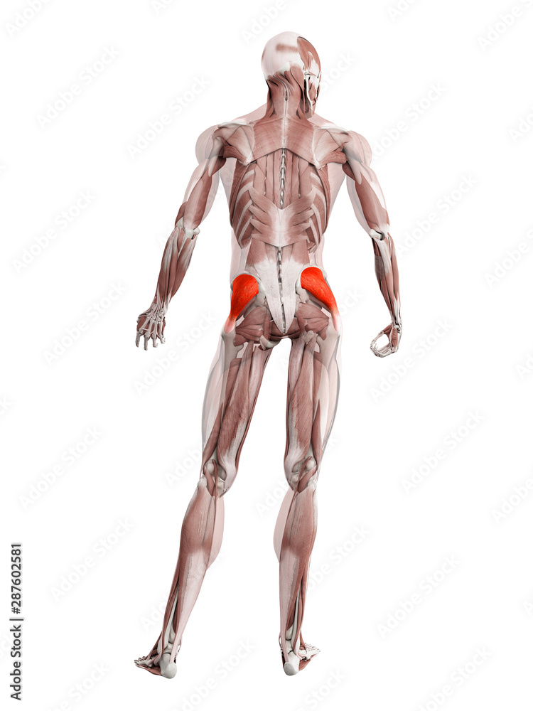 3d rendered muscle illustration of the gluteus medius 3d rendered muscle illustration of the gluteus medius