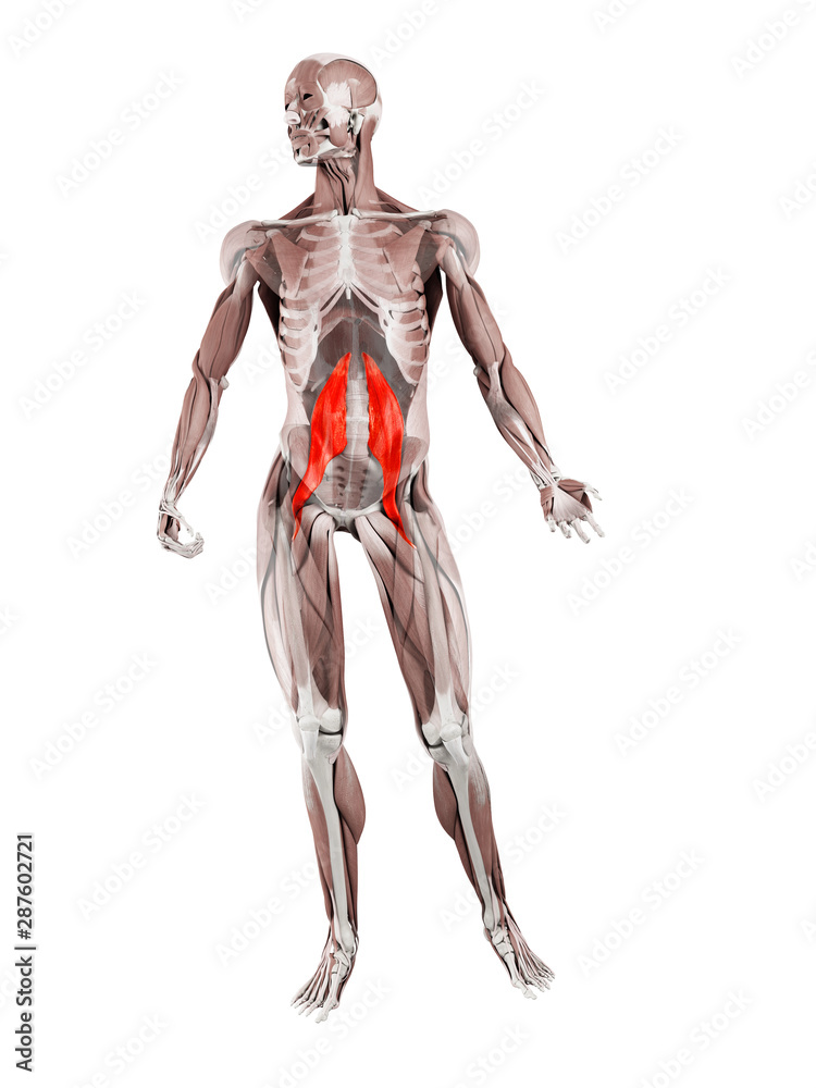 3d rendered muscle illustration of the psoas major