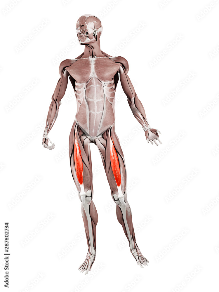3d rendered muscle illustration of the rectus femoris 3d rendered muscle illustration of the rectus femoris