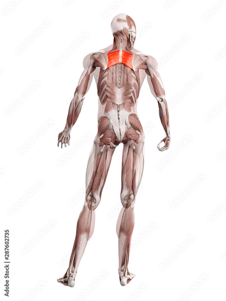 3d rendered muscle illustration of the rhomboid major
