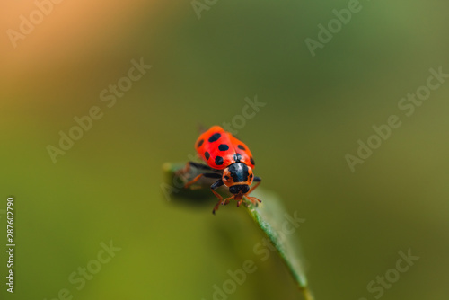 Macro photo of a red beetle with black circles on its wings sitting on the grass