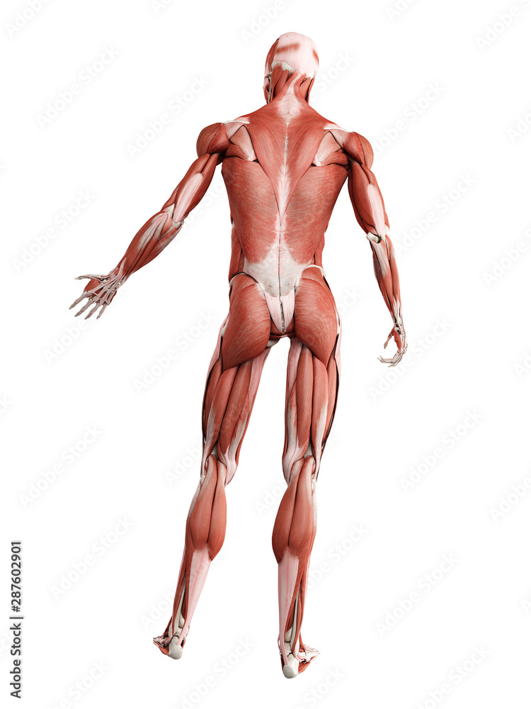 3d rendered medically accurate illustration of the muscle system 3d rendered medically accurate illustration of the muscle system
