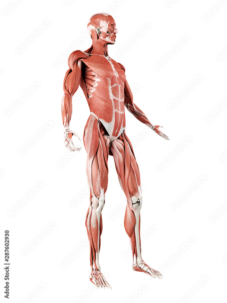 3d rendered medically accurate illustration of the muscle system 3d rendered medically accurate illustration of the muscle system