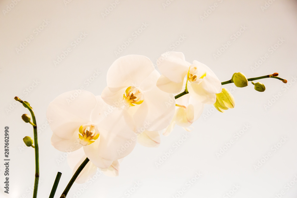 Fototapeta premium orquídeas en tallo 