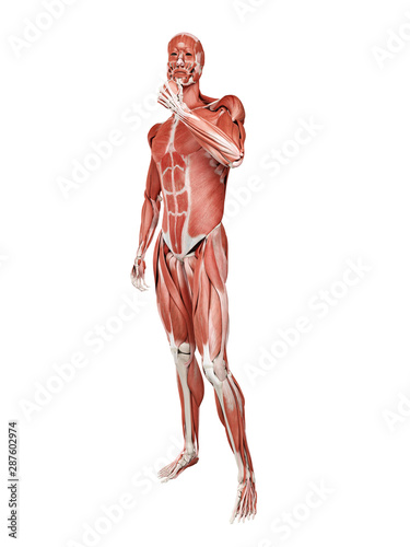 Obraz na plátně 3d rendered medically accurate illustration of the muscle system