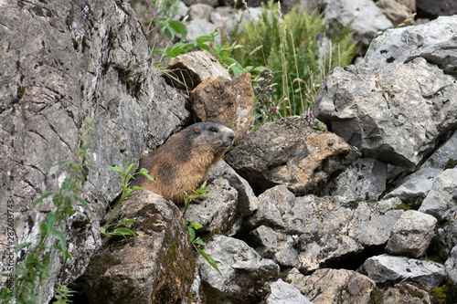 Murmeltiere  Marmota 