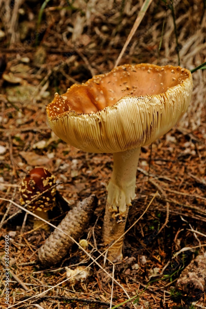 blusher mushroom in the thuringian forest blusher mushroom in the thuringian forest