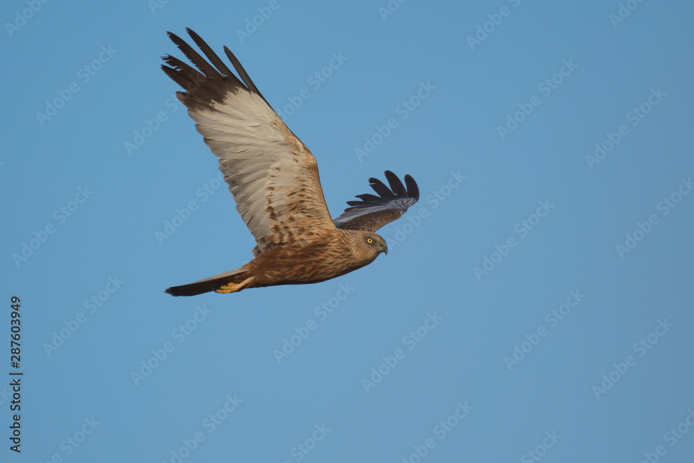 Fototapeta premium Rohrweihe (Circus aeruginosus)