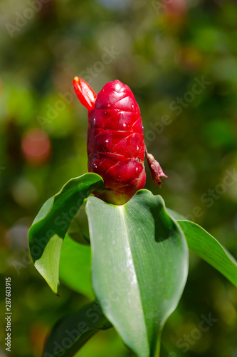 Red ginger flower close-up photo