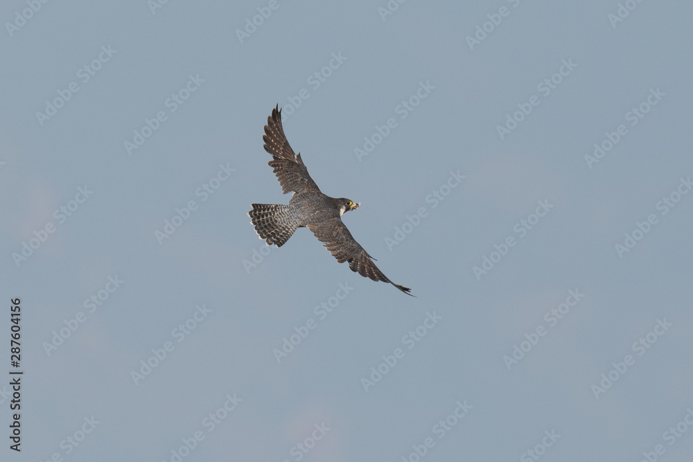 Obraz premium Wanderfalke (Falco peregrinus)