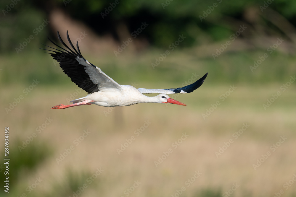 Fototapeta premium Weißstorch (Ciconia ciconia)