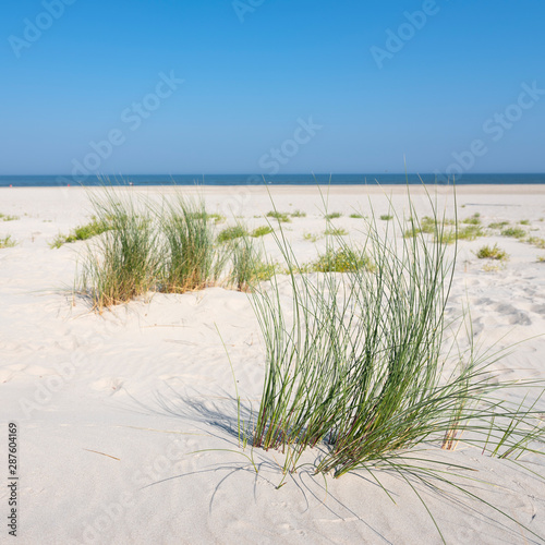 Fototapeta Naklejka Na Ścianę i Meble -  marram grass or sand reed on sand of dune with shadows from summer sun