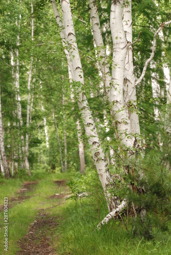 Fototapeta Naklejka Na Ścianę i Meble -  An impassable country road in a birch forest.
