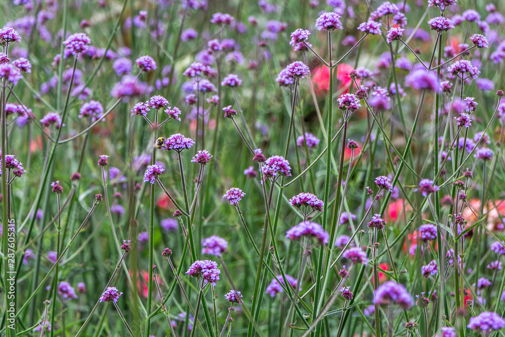 Group of violet verbena bonariensis flowers with bud and green leaves a park in summer