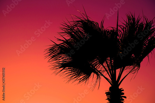 Silhouette of a tropical palm on a vibrant red pink and orange sunset sky.