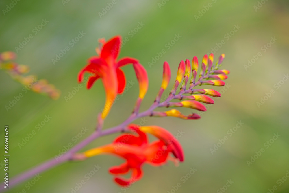 Obraz premium Macro patterns