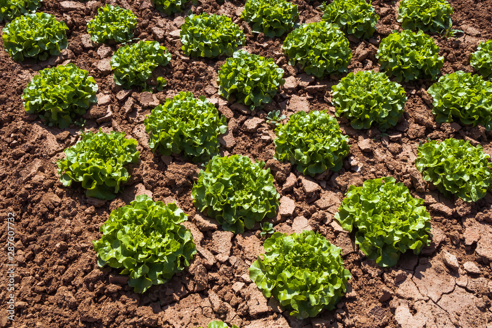 Obraz premium cultivated field of green lettuce on the sandy soil in summer 