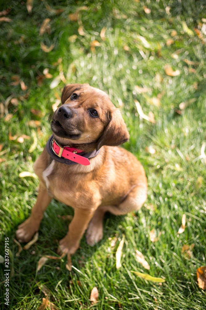 Lovely, brown-mixed puppy sitting on the grass, learning commands
