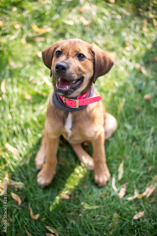 Lovely, brown-mixed puppy sitting on the grass, learning commands