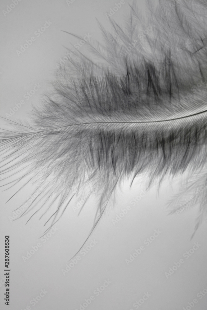Close-up decorative bird feather. Close-up decorative bird feather.