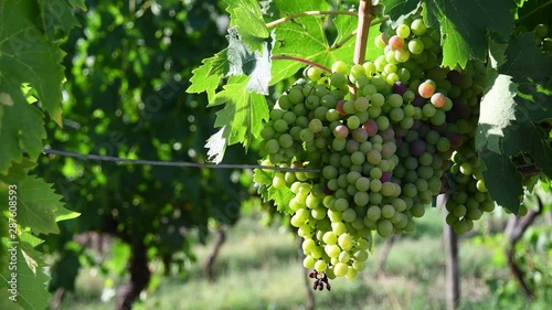 Wallpaper Mural Bunches of white grapes in a Chianti vineyard on a sunny day moves in the wind in the countryside near Florence in the summer. Tuscany, Italy. 4K UHD Video. Torontodigital.ca