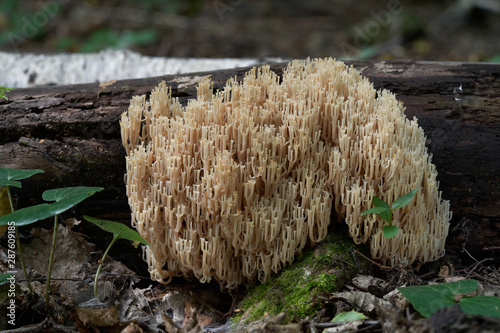 Coral mushroom Artomyces pyxidatus growing on the tree. Also known as crown coral or crown-tipped coral. Natural environment, inedible mushroom. photo