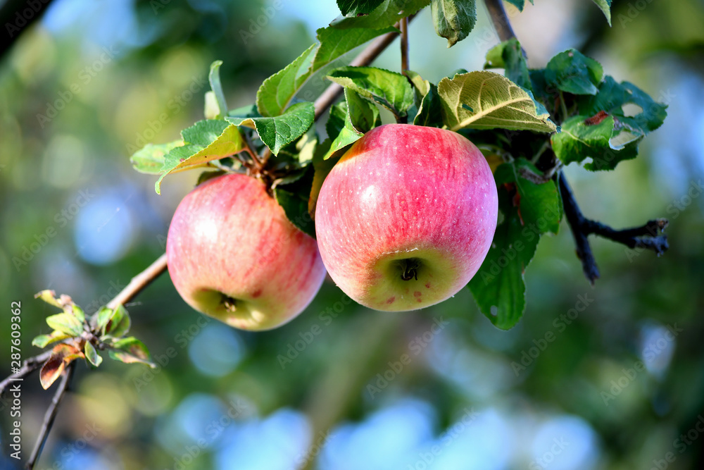 Ripe apples on a branch in the garden, sunny autumn day. Harvesting, farming. Ripe apples on a branch in the garden, sunny autumn day. Harvesting, farming.