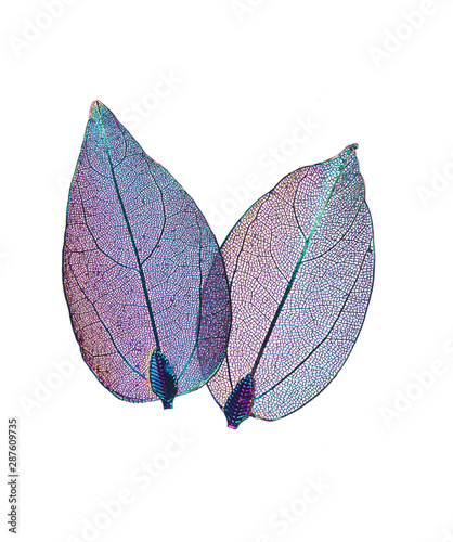 Transparent skeleton leaf with beautiful texture blue and pink background, close-up macro , expressive artistic image nature