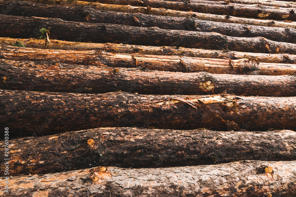 bunch of cutted pine trees ready for transport bunch of cutted pine trees ready for transport