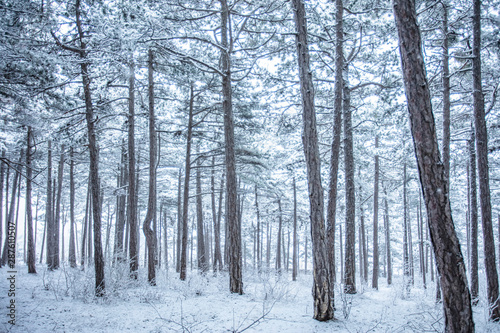 snow covered forest  trees  © babaroga