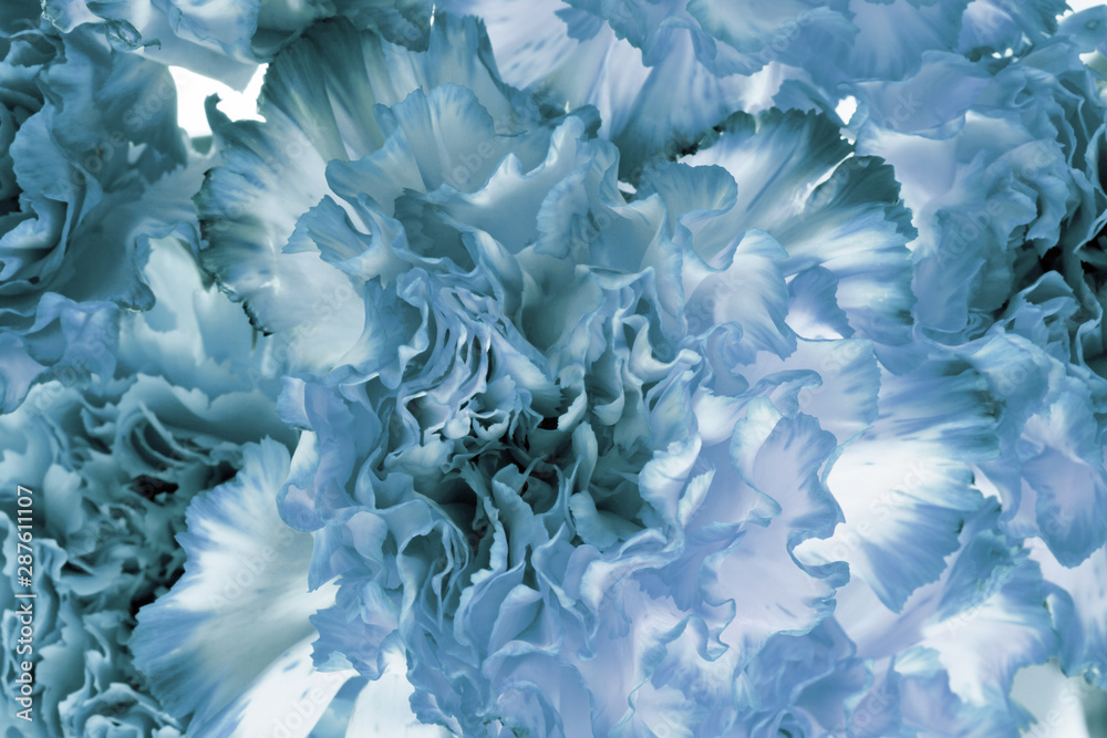 Carnation flower petals close up. Carnation flower petals close up.