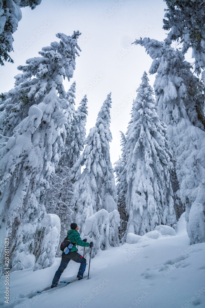 Skier in a fairytale forest