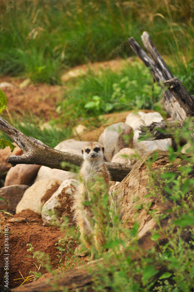 Obraz premium Meerkat in the zoo close-up. Animals, mammals, nature