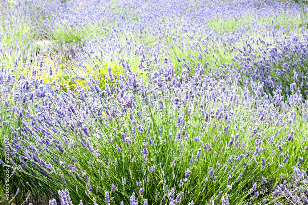 Naklejka premium Campo de lavanda 