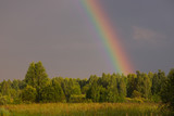 Rainbow rises over the forest