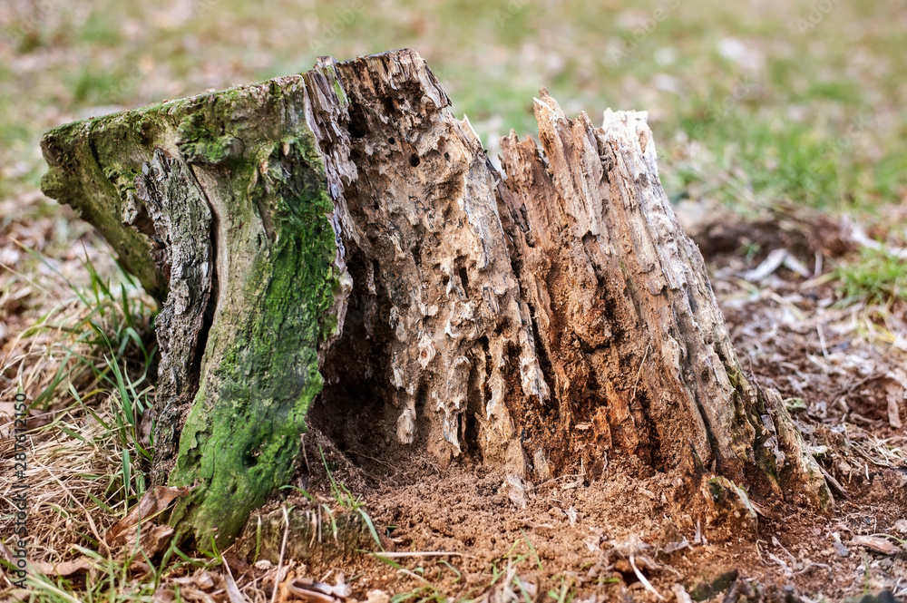 Old stump, a tree ruined by termites and various insects Old stump, a tree ruined by termites and various insects
