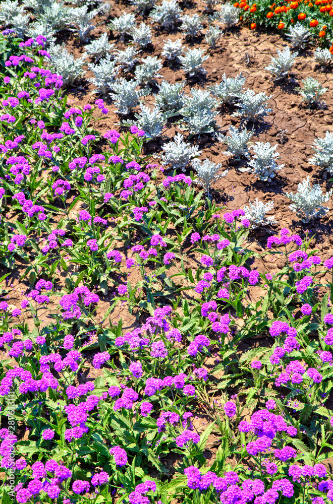 Naklejka premium Beautiful view with blooming flowers in the botanical garden