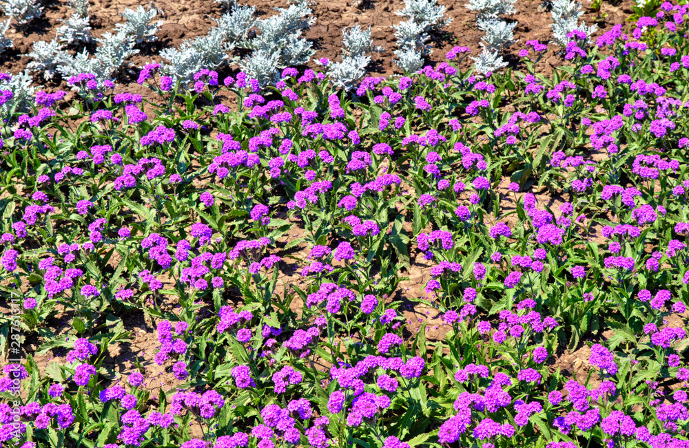 Obraz premium Beautiful view with blooming flowers in the botanical garden