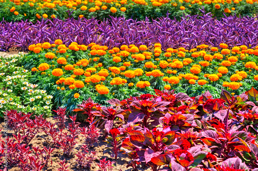 Beautiful view with blooming flowers in the botanical garden Beautiful view with blooming flowers in the botanical garden