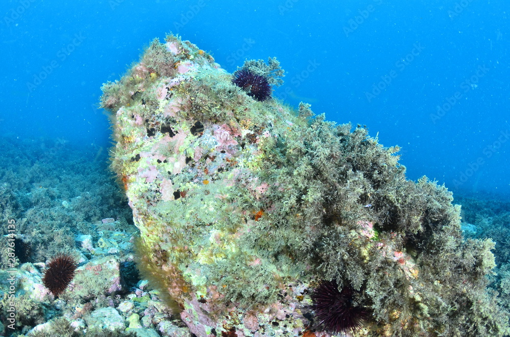 Fototapeta premium divin into the sea