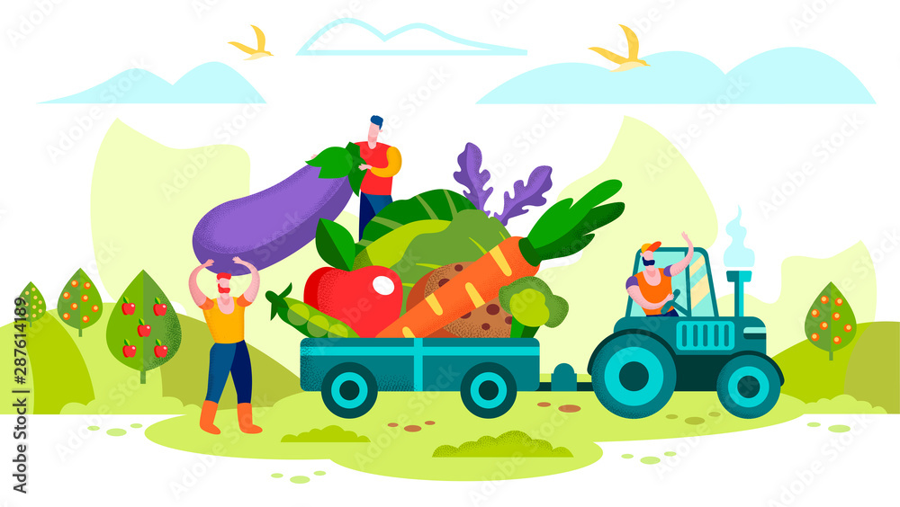 Farmers Loading Ripe Vegetables on Tractor Trailer Farmers Loading Ripe Vegetables on Tractor Trailer