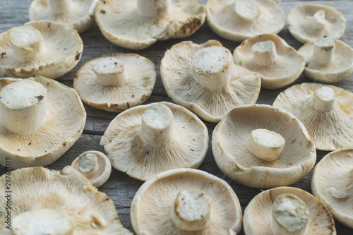 Bunch of edible lactarious white mushrooms on old wooden table