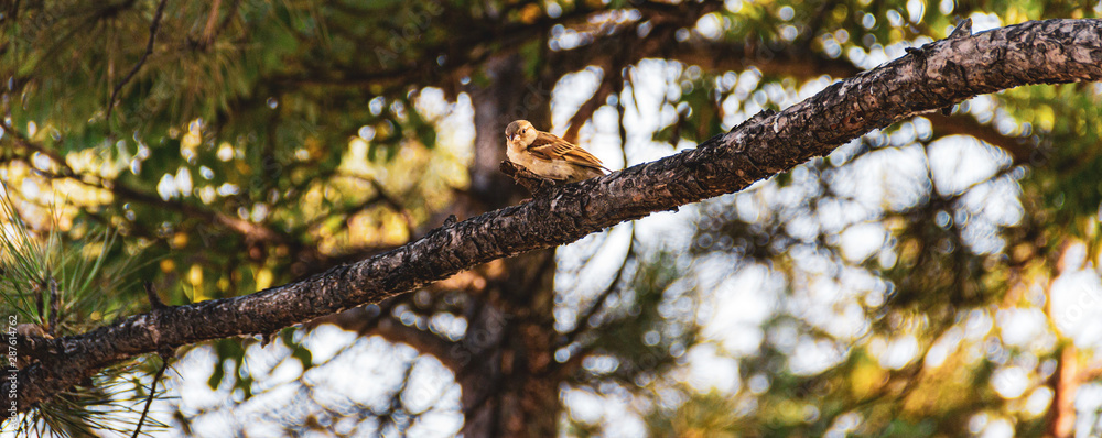 one little sparrow sitting on a branch of a tree one little sparrow sitting on a branch of a tree