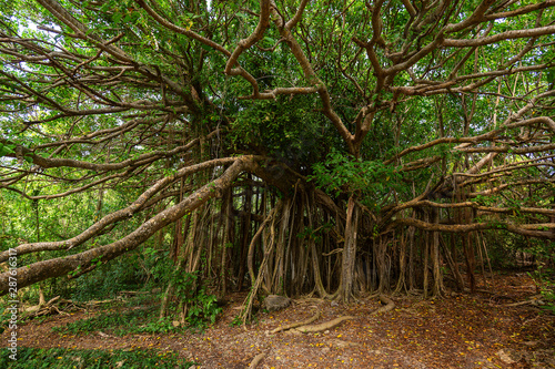 Giant Ficus citrifolia (also known as the shortleaf fig, giant bearded fig or wild banyantree) in Cap Chevalier, Martinique tropical island photo