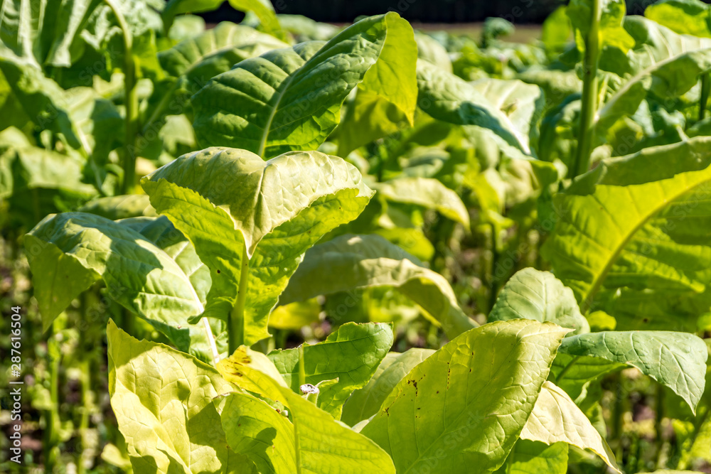Obraz premium Tobacco field plantation under blue sky with big green leaves