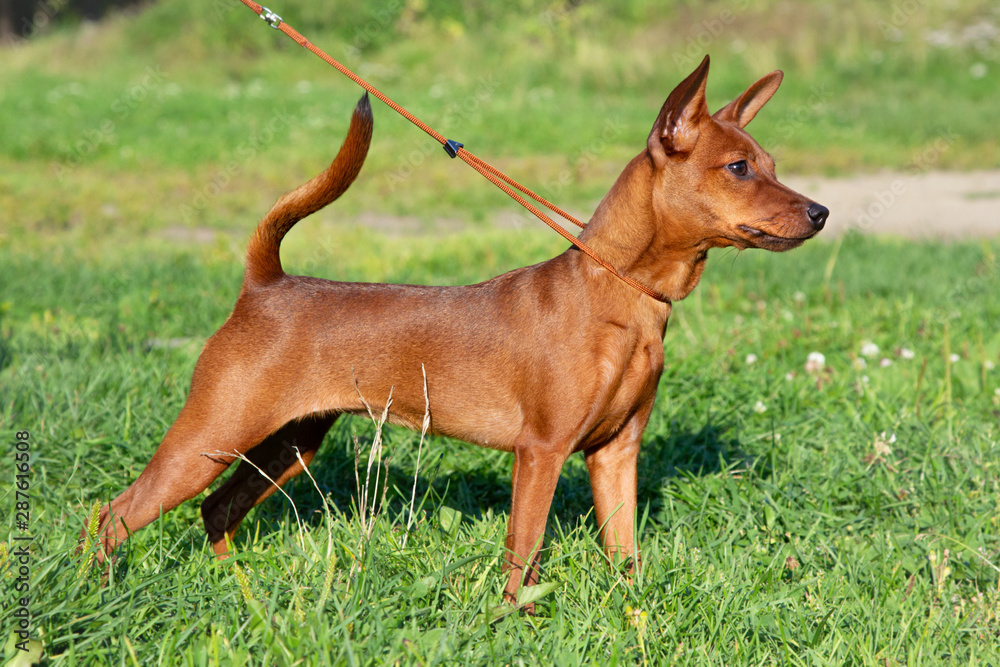 Purebred Miniature Pinscher, Portrait of pedigree dog