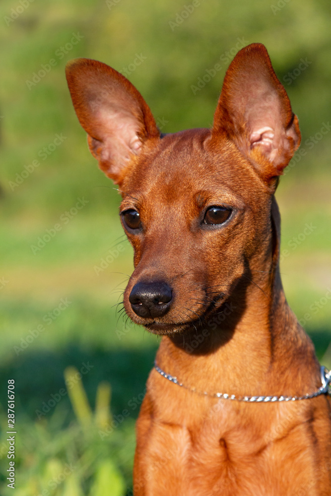 Purebred Miniature Pinscher, Portrait of pedigree dog Purebred Miniature Pinscher, Portrait of pedigree dog