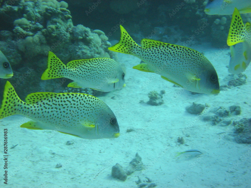 Blackspotted Sweetlips Blackspotted Sweetlips