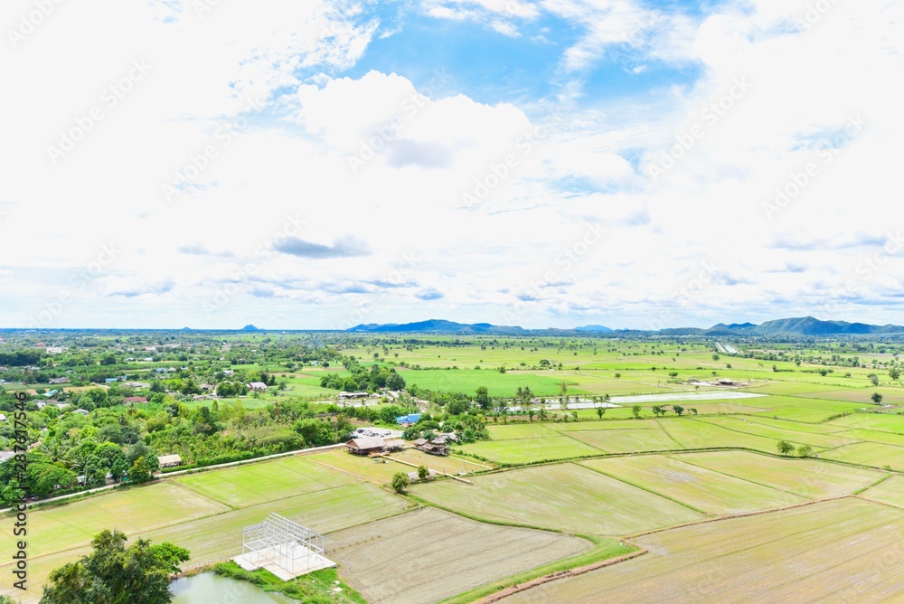 Panoramic View of Rice Paddy Fields in Thailand
