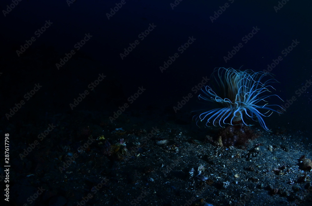 underwater photography in the mediterranean sea underwater photography in the mediterranean sea